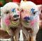 Аватар для PIGGY2